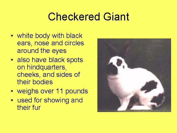 Checkered Giant • white body with black ears, nose and circles around the eyes