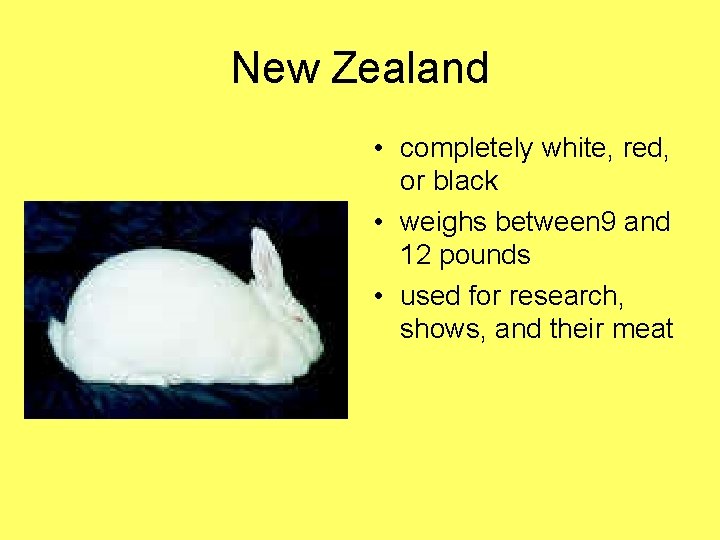 New Zealand • completely white, red, or black • weighs between 9 and 12