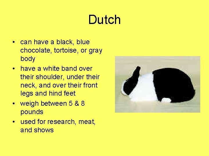 Dutch • can have a black, blue chocolate, tortoise, or gray body • have