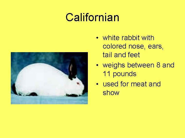 Californian • white rabbit with colored nose, ears, tail and feet • weighs between