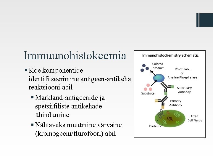 Immuunohistokeemia § Koe komponentide identifitseerimine antigeen-antikeha reaktsiooni abil § Märklaud-antigeenide ja spetsiifiliste antikehade ühindumine