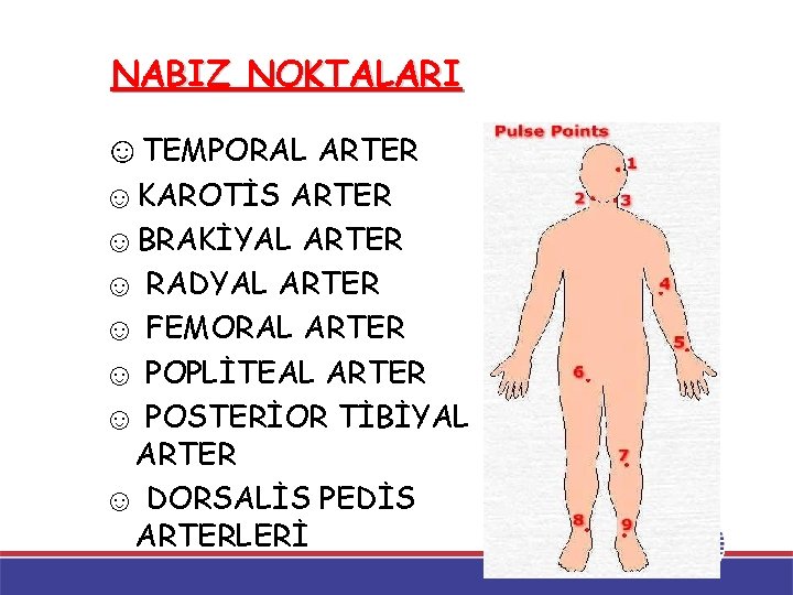 NABIZ NOKTALARI ☺TEMPORAL ARTER ☺KAROTİS ARTER ☺BRAKİYAL ARTER ☺ RADYAL ARTER ☺ FEMORAL ARTER