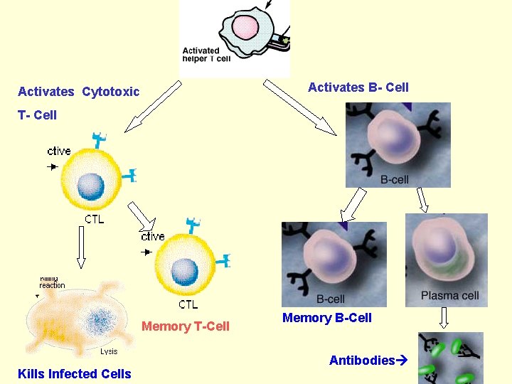 Activates B- Cell Activates Cytotoxic T- Cell Memory T-Cell Kills Infected Cells Memory B-Cell