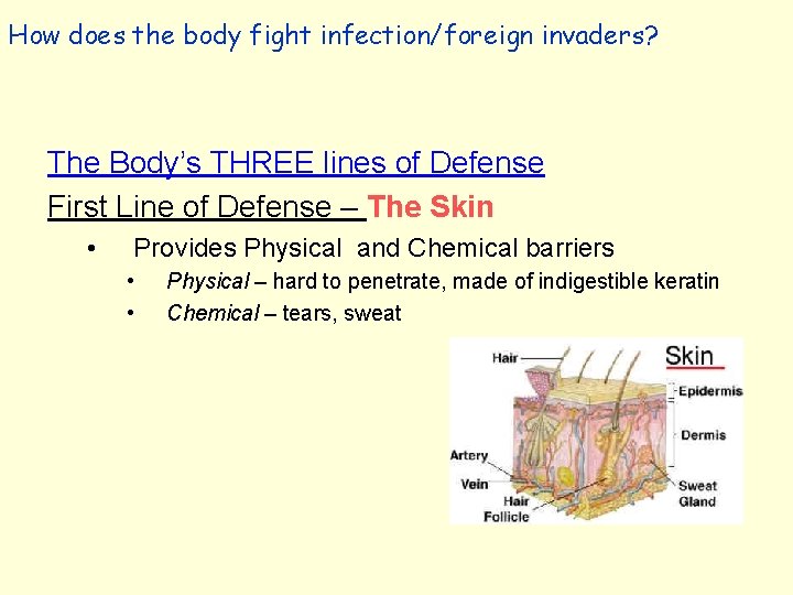 How does the body fight infection/foreign invaders? The Body’s THREE lines of Defense First