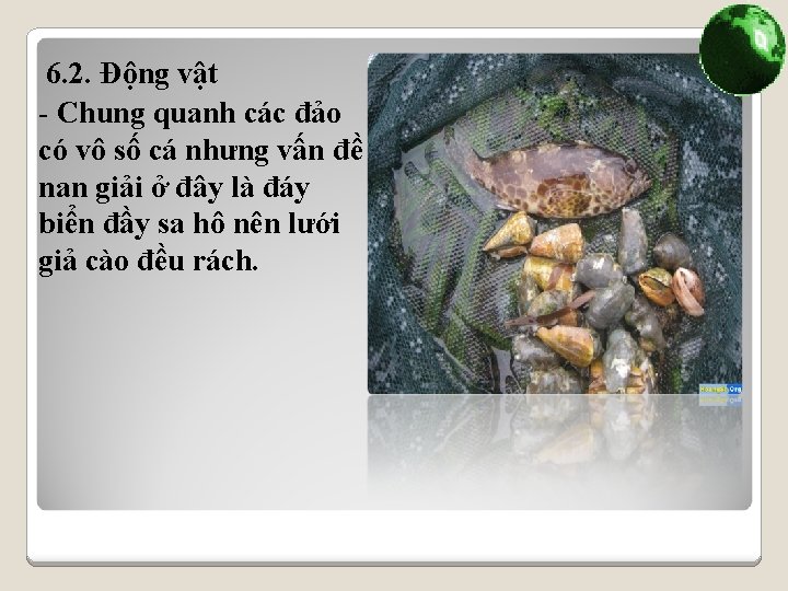 6. 2. Động vật - Chung quanh các đảo có vô số cá nhưng