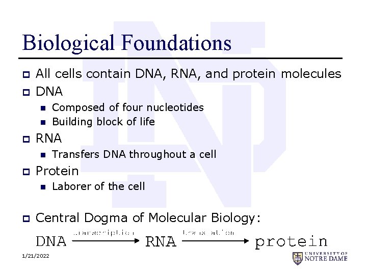 Biological Foundations p p All cells contain DNA, RNA, and protein molecules DNA n