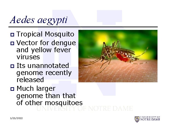 Aedes aegypti Tropical Mosquito p Vector for dengue and yellow fever viruses p Its