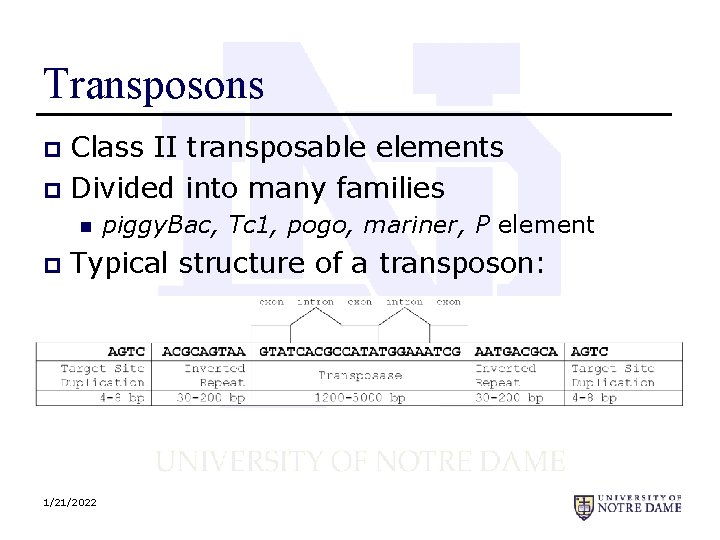 Transposons Class II transposable elements p Divided into many families p n p piggy.
