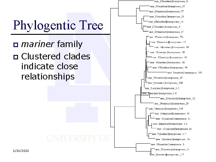 Phylogentic Tree mariner family p Clustered clades indicate close relationships p 1/21/2022 
