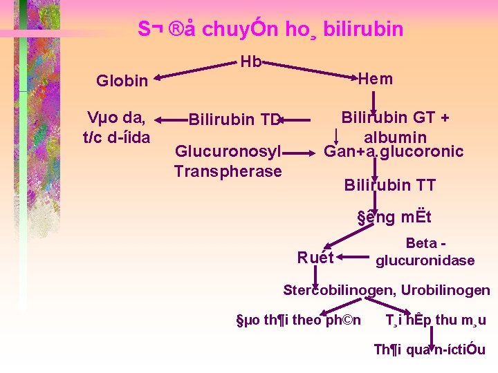 S¬ ®å chuyÓn ho¸ bilirubin Hb Hem Globin Vµo da, t/c d íida Bilirubin