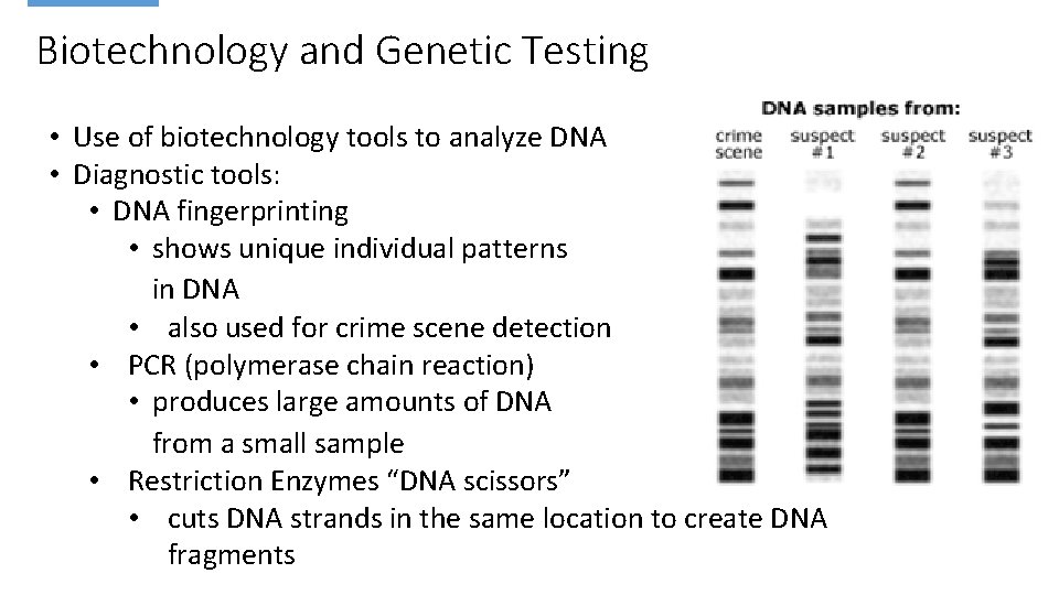 Biotechnology and Genetic Testing • Use of biotechnology tools to analyze DNA • Diagnostic