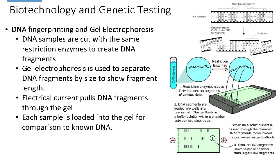 Biotechnology and Genetic Testing • DNA fingerprinting and Gel Electrophoresis • DNA samples are
