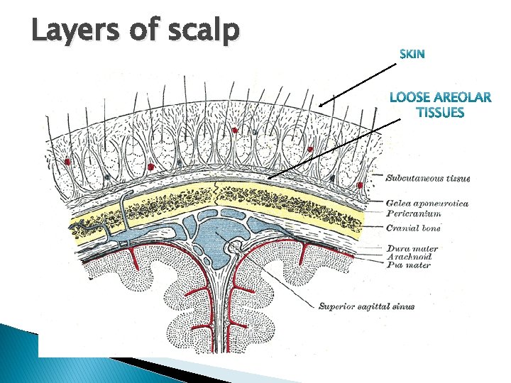 Layers of scalp 