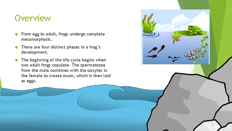 Overview From egg to adult, frogs undergo complete metamorphosis. There are four distinct phases
