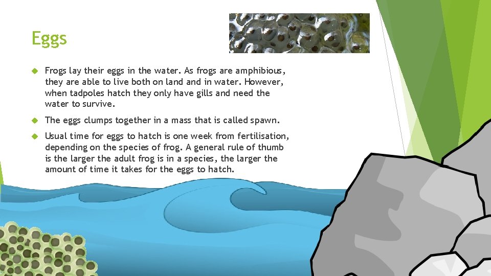 Eggs Frogs lay their eggs in the water. As frogs are amphibious, they are