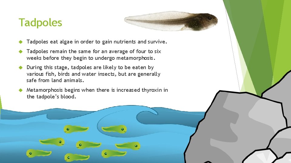 Tadpoles eat algae in order to gain nutrients and survive. Tadpoles remain the same