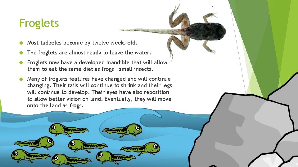 Froglets Most tadpoles become by twelve weeks old. The froglets are almost ready to