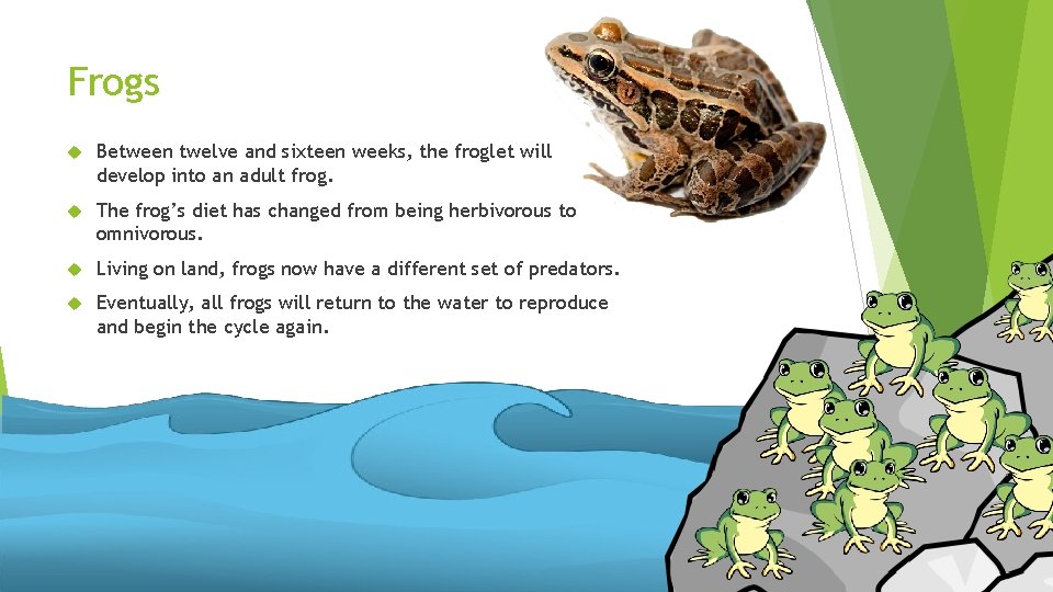 Frogs Between twelve and sixteen weeks, the froglet will develop into an adult frog.
