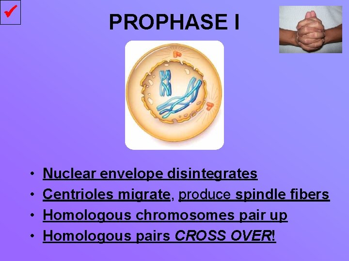  PROPHASE I • • Nuclear envelope disintegrates Centrioles migrate, produce spindle fibers Homologous