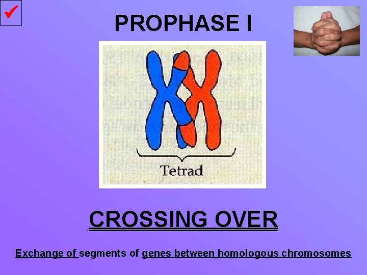  PROPHASE I CROSSING OVER Exchange of segments of genes between homologous chromosomes 