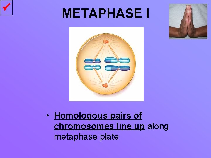  METAPHASE I • Homologous pairs of chromosomes line up along metaphase plate 