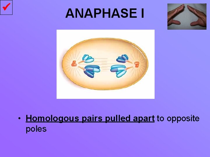  ANAPHASE I • Homologous pairs pulled apart to opposite poles 