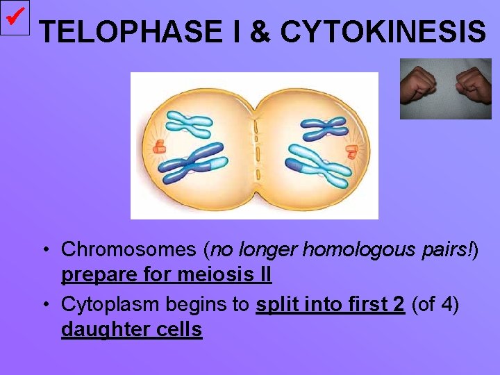  TELOPHASE I & CYTOKINESIS • Chromosomes (no longer homologous pairs!) prepare for meiosis