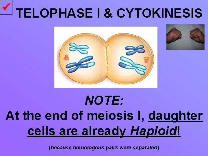  TELOPHASE I & CYTOKINESIS NOTE: At the end of meiosis I, daughter cells
