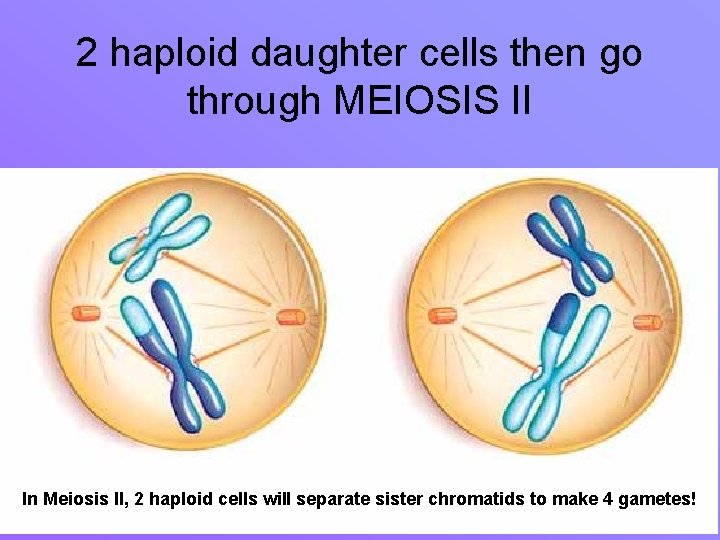 2 haploid daughter cells then go through MEIOSIS II In Meiosis II, 2 haploid