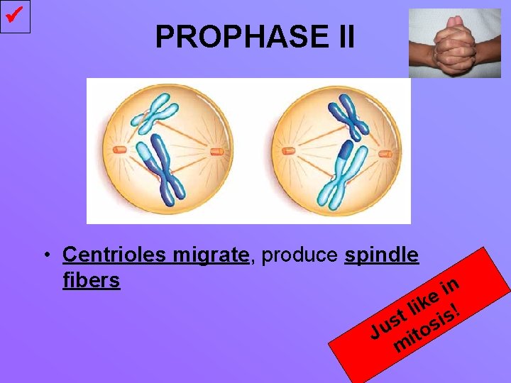  PROPHASE II • Centrioles migrate, produce spindle fibers n i e k i