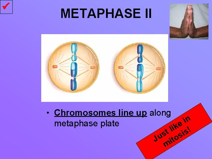  METAPHASE II • Chromosomes line up along n i metaphase plate ike l