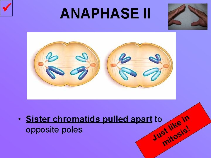  ANAPHASE II n • Sister chromatids pulled apart to i e k i