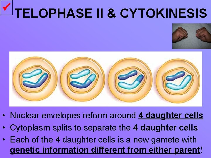  TELOPHASE II & CYTOKINESIS • Nuclear envelopes reform around 4 daughter cells •