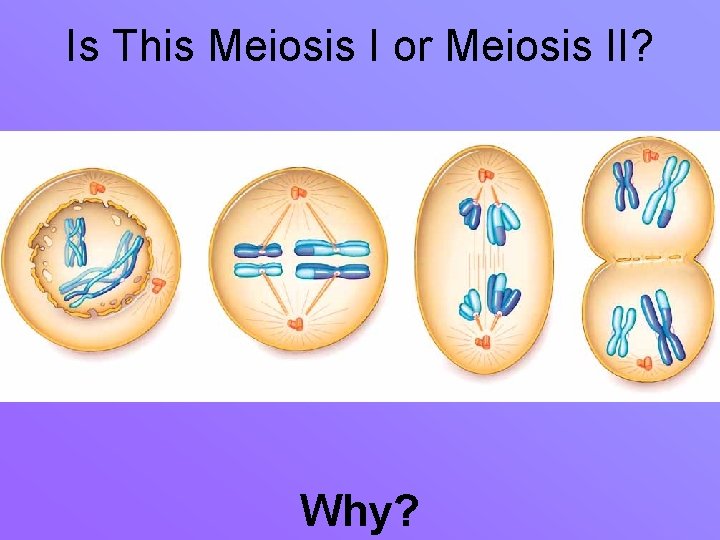Is This Meiosis I or Meiosis II? Why? 