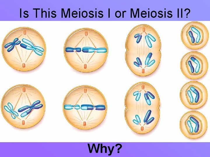 Is This Meiosis I or Meiosis II? Why? 