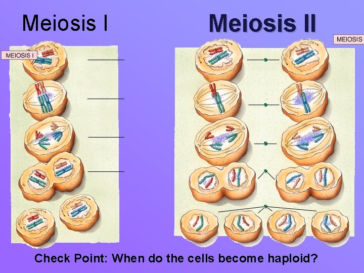 Meiosis II Check Point: When do the cells become haploid? 