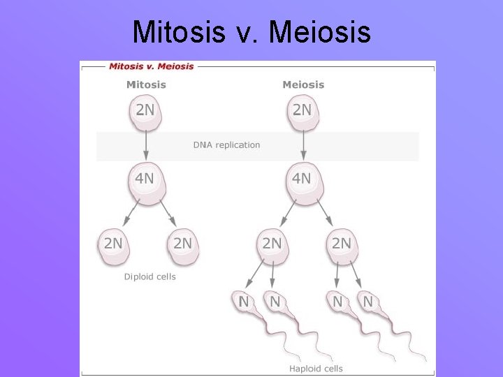 Mitosis v. Meiosis 