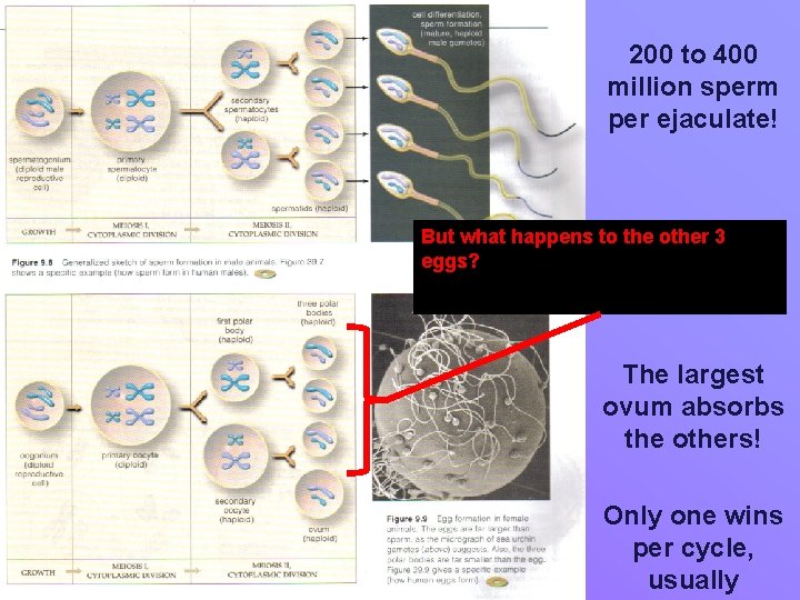 200 to 400 million sperm per ejaculate! But what happens to the other 3