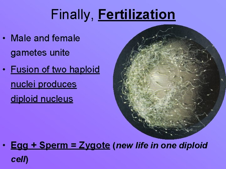 Finally, Fertilization • Male and female gametes unite • Fusion of two haploid nuclei