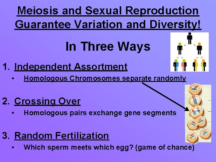 Meiosis and Sexual Reproduction Guarantee Variation and Diversity! In Three Ways 1. Independent Assortment