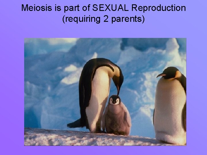 Meiosis is part of SEXUAL Reproduction (requiring 2 parents) 