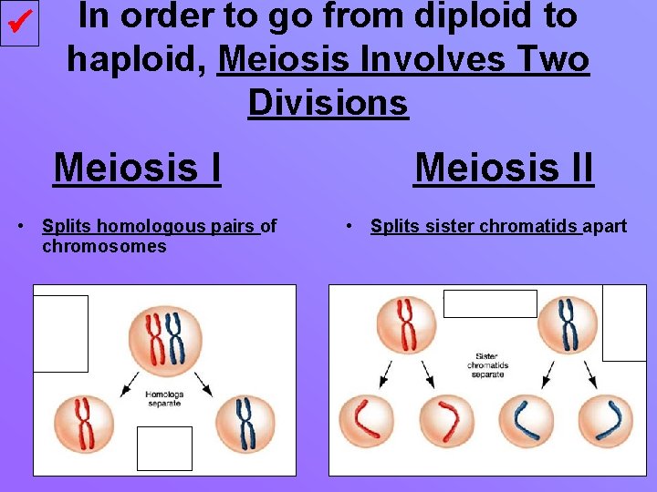  In order to go from diploid to haploid, Meiosis Involves Two Divisions Meiosis