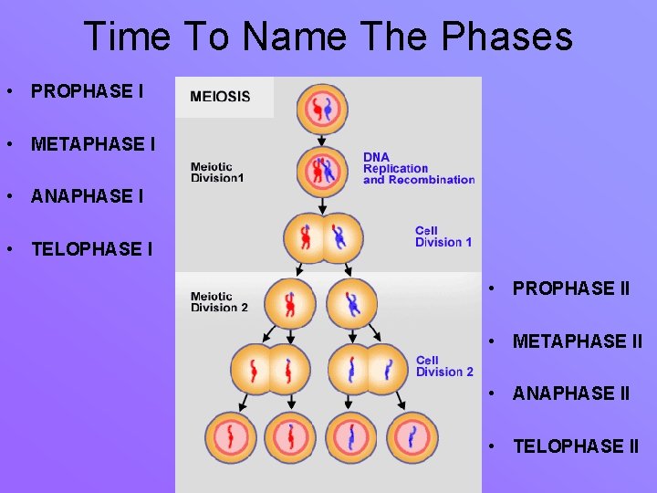 Time To Name The Phases • PROPHASE I • METAPHASE I • ANAPHASE I