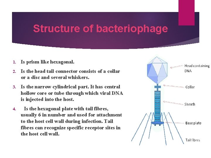 Structure of bacteriophage 1. Is prism like hexagonal. 2. Is the head tail connector