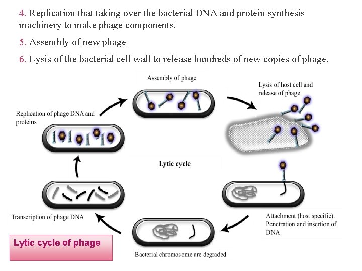 4. Replication that taking over the bacterial DNA and protein synthesis machinery to make