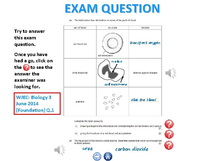 EXAM QUESTION Try to answer this exam question. transport oxygen Once you have had