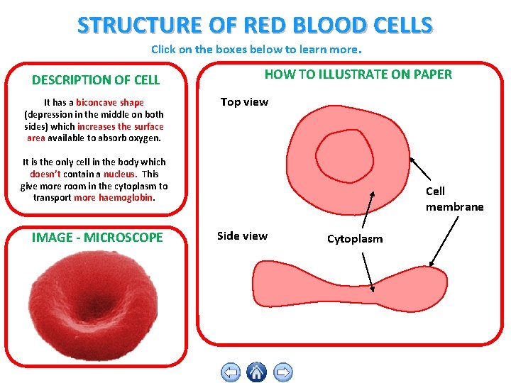 STRUCTURE OF RED BLOOD CELLS Click on the boxes below to learn more. DESCRIPTION