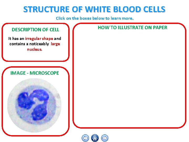 STRUCTURE OF WHITE BLOOD CELLS Click on the boxes below to learn more. DESCRIPTION