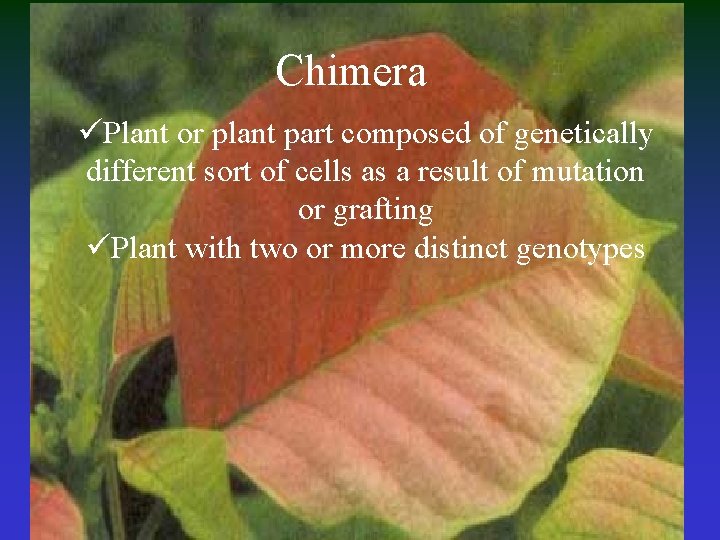 Chimera üPlant or plant part composed of genetically different sort of cells as a