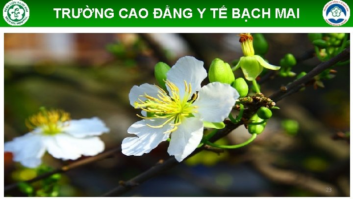 TRƯỜNG CAO ĐẲNG Y TẾ BẠCH MAI 23 